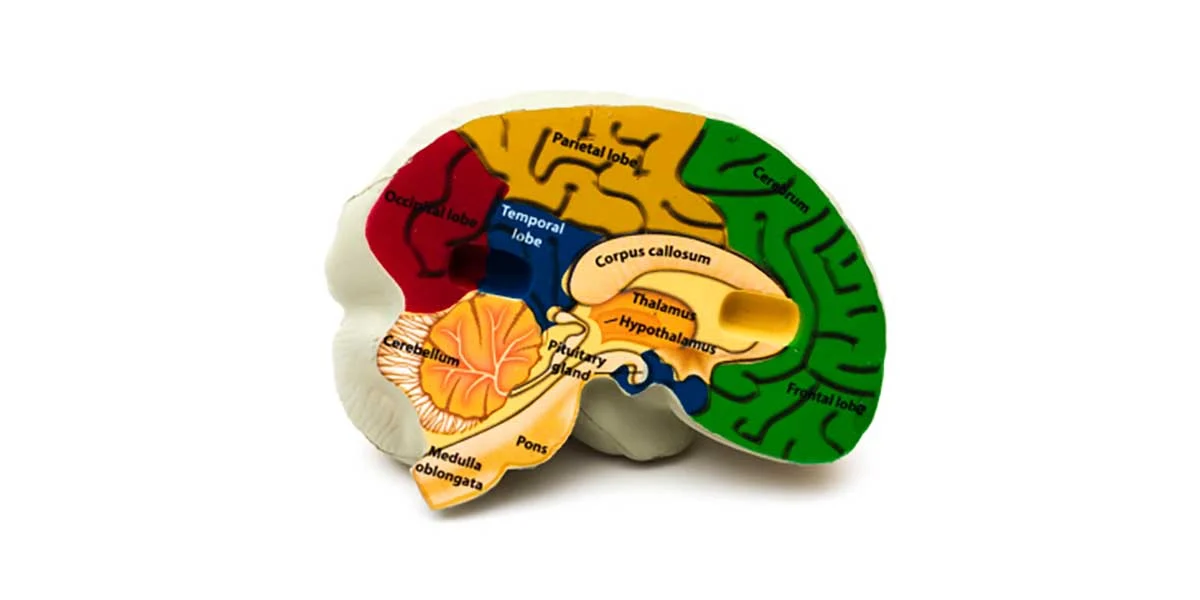 Music and the Brain Image Showing Brain Areas