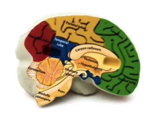 New Research: Why It’s Important to Start Music Young